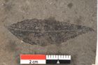 Foto (Detailansicht) von Zizyphus ungeri H. (NHMW-GEO-2024-0188-11437)